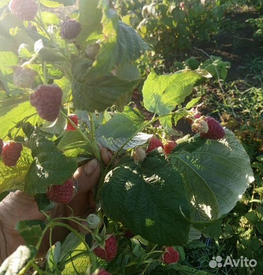 Саженцы плодовых деревьев, кустарники, розы