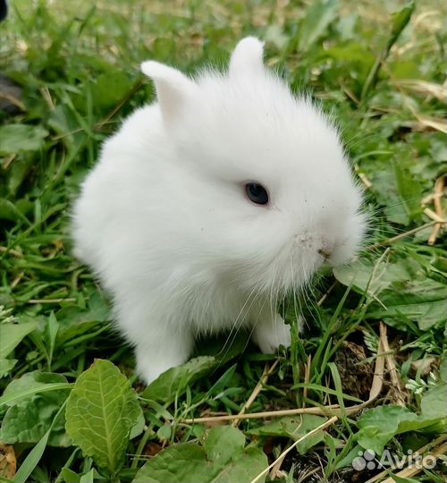 Декоративные кролики в добрые руки