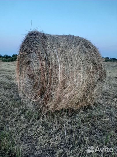 Сено в рулонах 2023