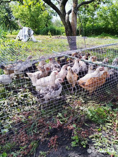 Цыплята несушки подрощенные