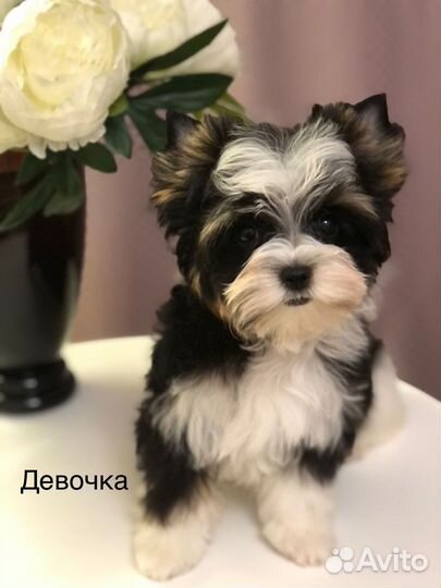 Щенки бивер терьера