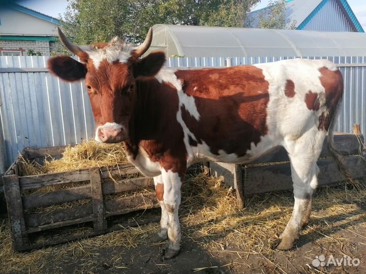 Корова телка