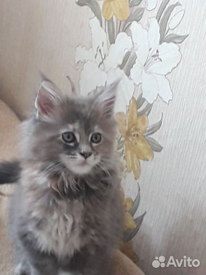 Котята мейн-кун
