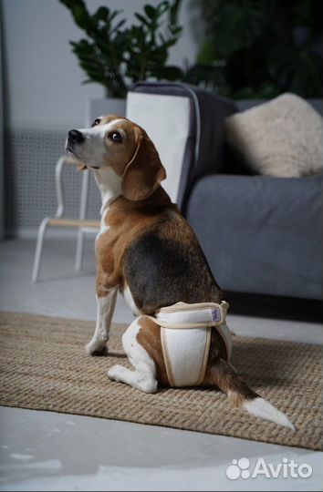 Собака для фотосессии/съёмок (бигль)