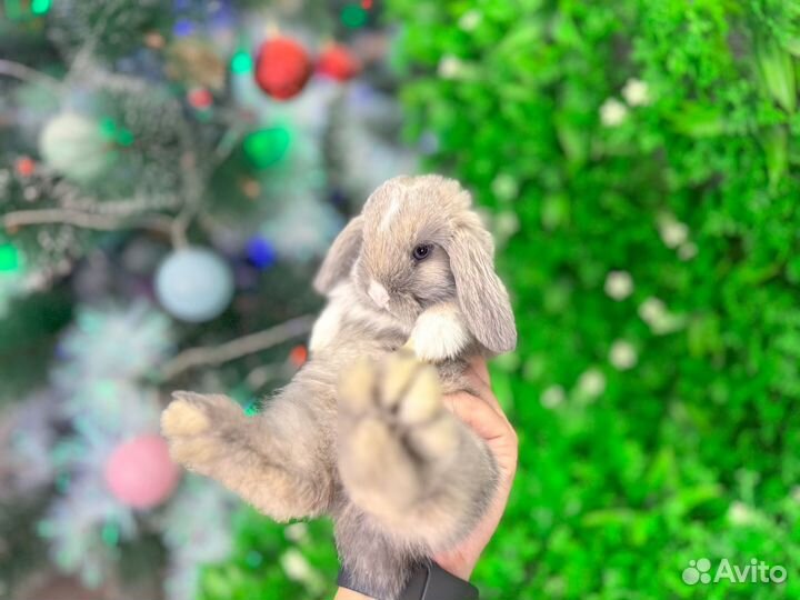 Кролики декоративные и карликовые