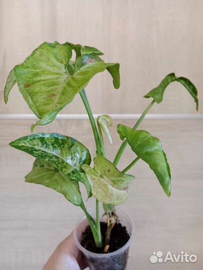 Сингониум конфетти триколор