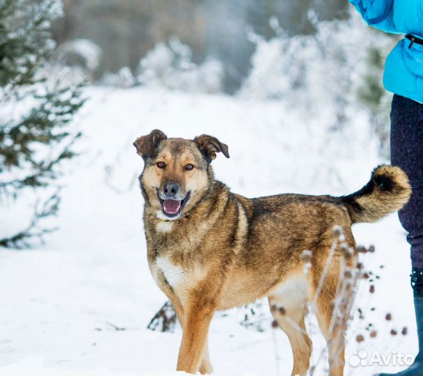 Весёлая собака в добрые руки. Жардин