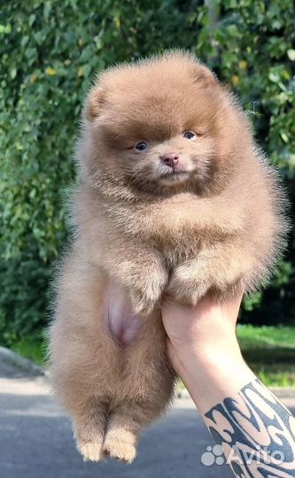 Лилово соболиная милашка