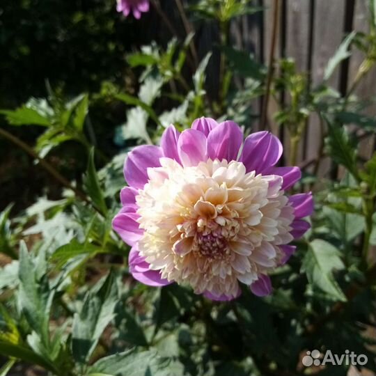 Георгины клубни