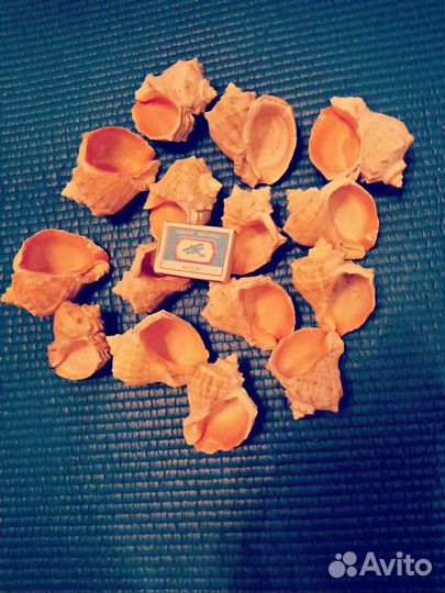 Ракушки морские новые