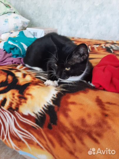 Котята ищут любящую семью