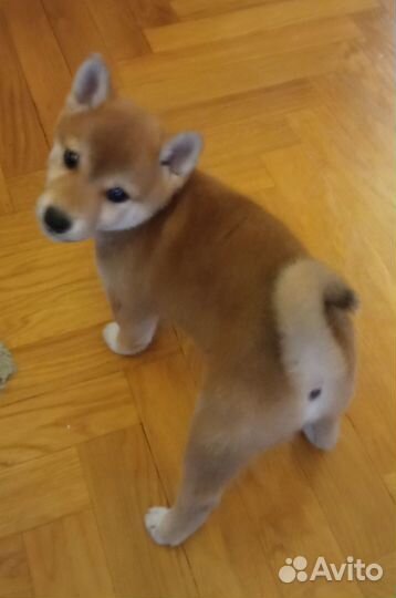 Щенки Сиба Ину