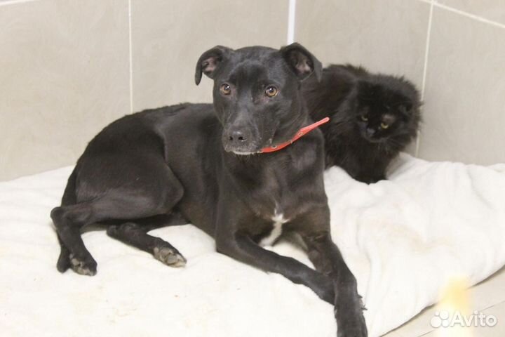 Ищет дом не крупный пёсик Барри