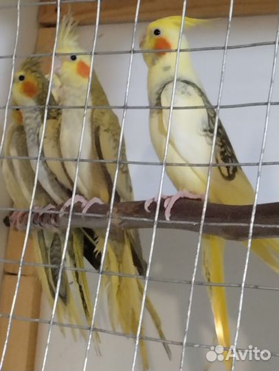 Попугаи Кореллы, возраст 2 месяца