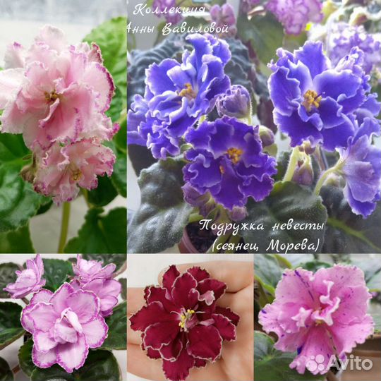 Набор черенков сортовых фиалок 20 шт почта