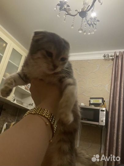Котенок