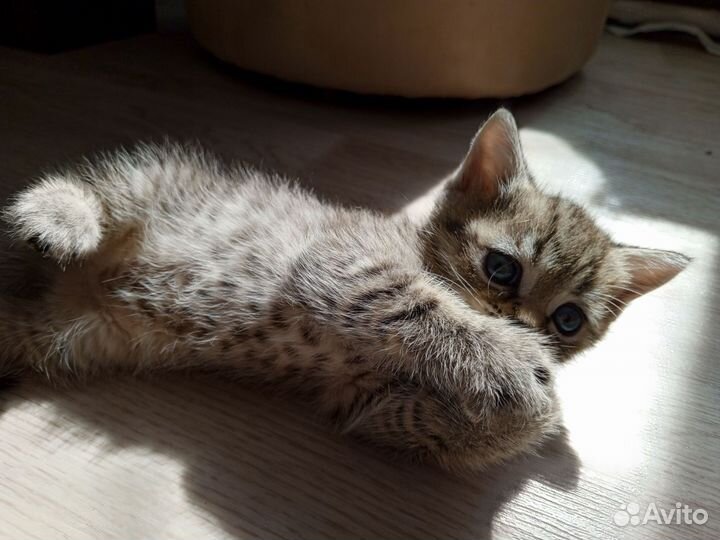 Британские котята