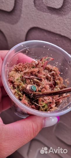 Филодендрон биллитау