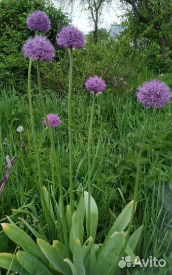 Лук Суворовский