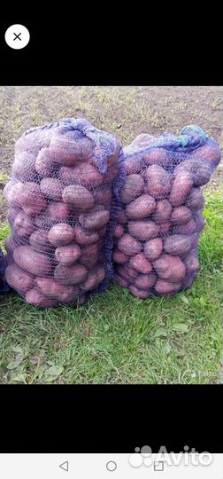 Продажа Картофеля