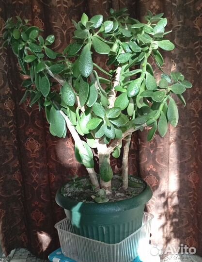 Крассула, толстянка, денежное дерево