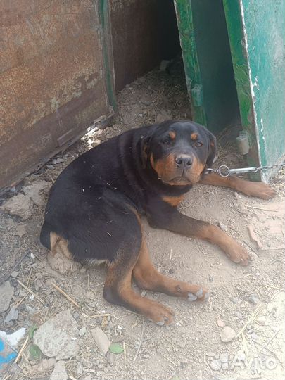 Продаётся ротвейлер, девочка 5 мес или обмен