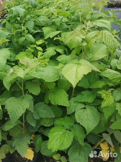 Саженцы малины