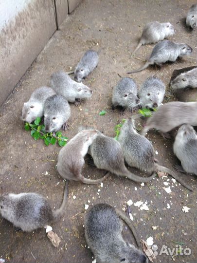 Нутрии самцы на развод и на мясо