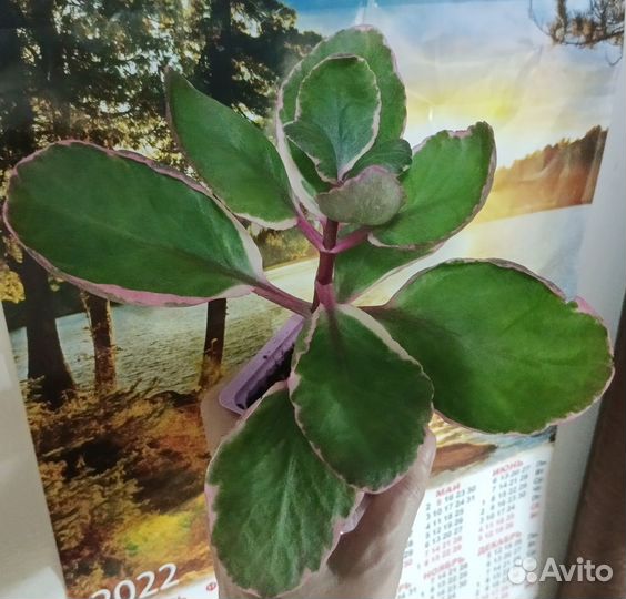 Сукулленты,растения