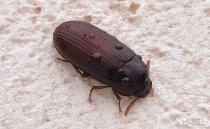 Жук знахарь