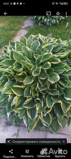 Хоста, лилейник