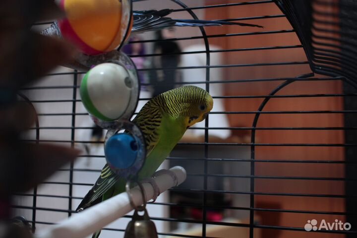 Волнистый попугай