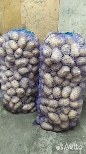 Картофель крупный