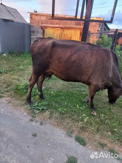 Коровы дойные
