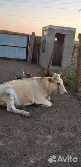 Продаются две тёлочки