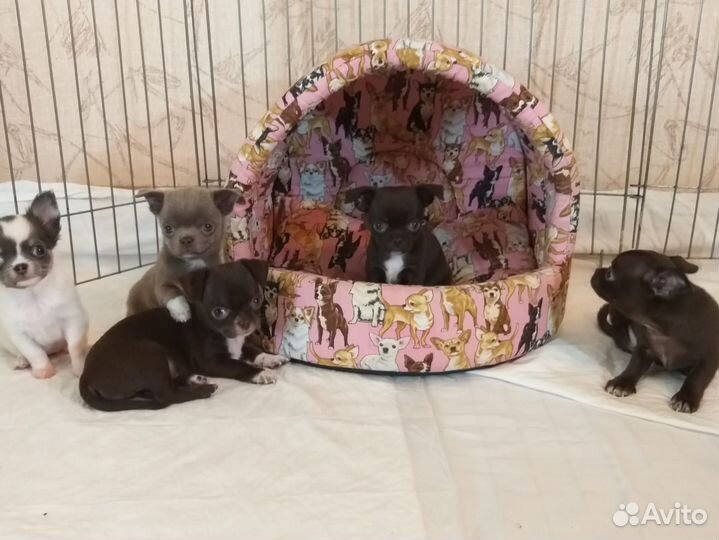 Щенки чихуахуа