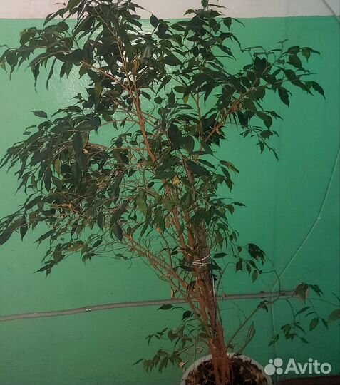 Фикус бенджамина большой
