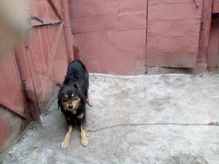 Дом 66,7 м² на участке 12 сот.