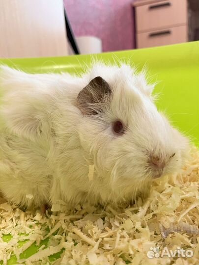 Морская свинка