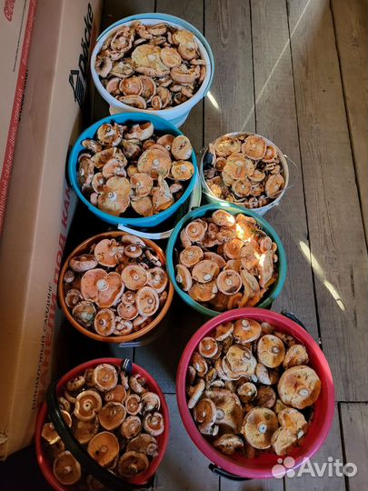 Грибы рыжики свежие