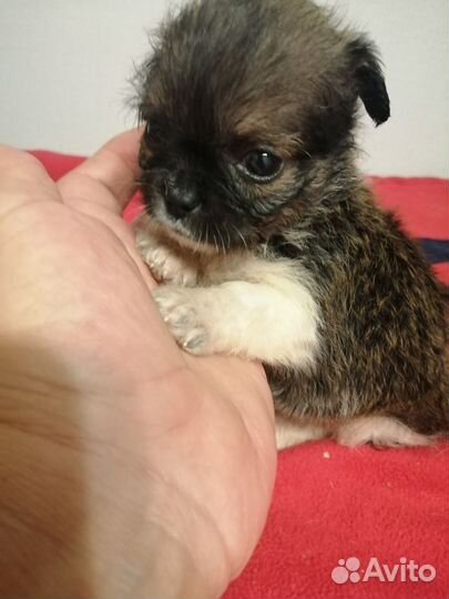 Щенки ши-тцу мини