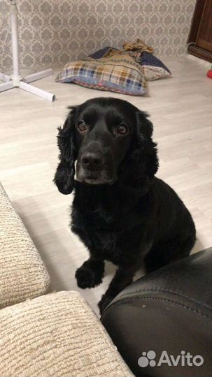 Русский спаниель