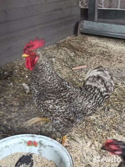 Петух. Возраст 10 месяцев