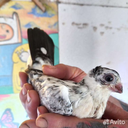 Голуби Орловские