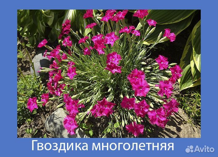 Многолетние садовые цветы