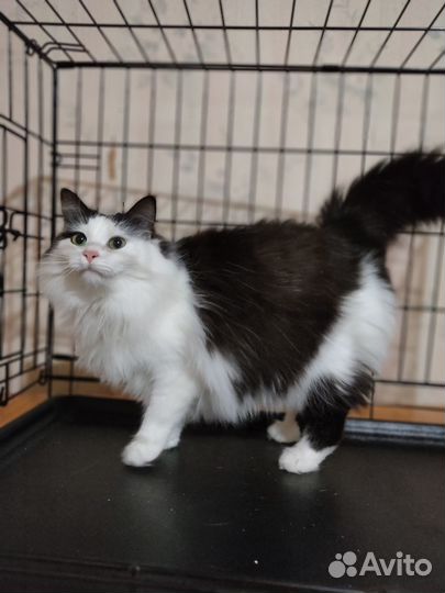 Ангорская кошечка