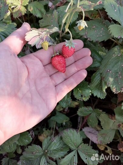 Земляника