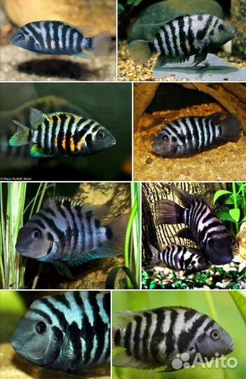 Отдам рыбок