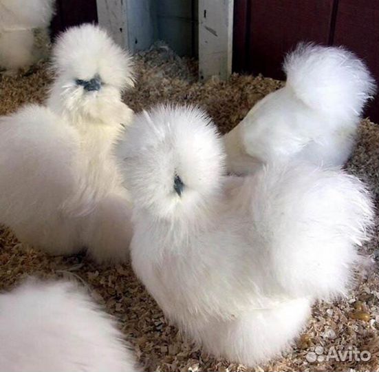 Брудер для цыплят на 50 голов