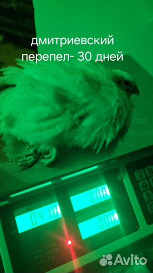 Дмитриевские перепел и танюшкин фараон